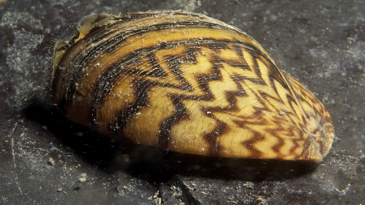 Invasive Species Ctr tweet media