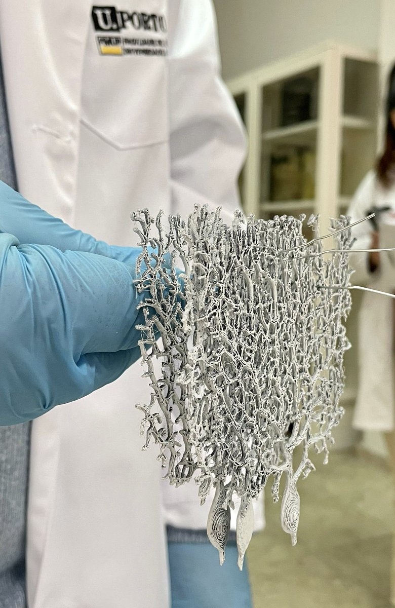 Three 3D-printed Purkinje cells and three parallel fibers (metal clips)
#NeuroTwitter #neuroanatomy #MedEd #MFSN2021