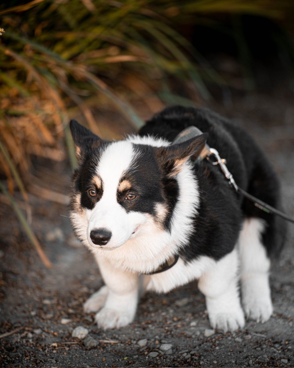djpanda510's tweet photo. Happy National Puppy day Thor! #nationalpuppyday https://t.co/nmhF1mujTA