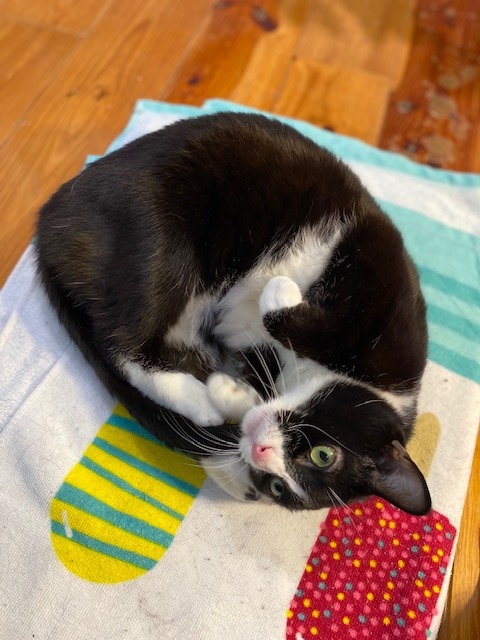 phillypaws's tweet photo. Chicken Parm is a perfect gent who'd love to Zoom bomb your next WFH meeting!

This handsome rolly polly currently lives w/ another cat &amp; a dog w/o issue. 

Chickie has a heart murmur but just needs close monitoring at this time!

Learn more → https://t.co/jPKxTgHJlt https://t.co/JlxqaNfnWh