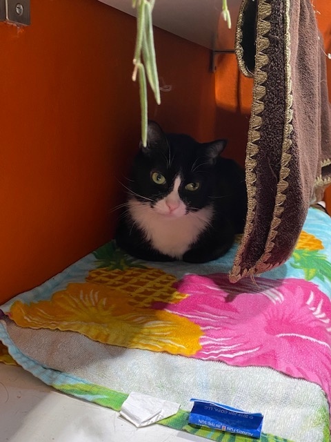 phillypaws's tweet photo. Chicken Parm is a perfect gent who'd love to Zoom bomb your next WFH meeting!

This handsome rolly polly currently lives w/ another cat &amp; a dog w/o issue. 

Chickie has a heart murmur but just needs close monitoring at this time!

Learn more → https://t.co/jPKxTgHJlt https://t.co/JlxqaNfnWh