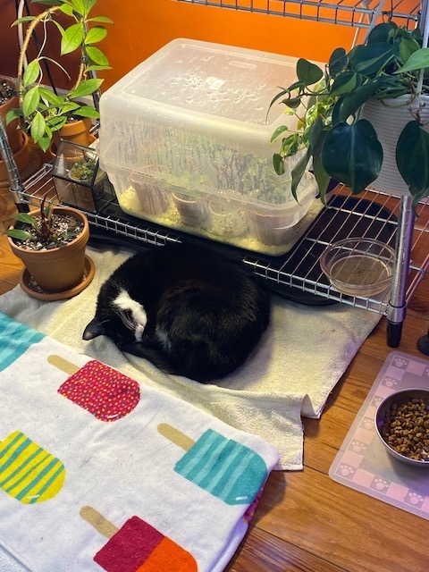 phillypaws's tweet photo. Chicken Parm is a perfect gent who'd love to Zoom bomb your next WFH meeting!

This handsome rolly polly currently lives w/ another cat &amp; a dog w/o issue. 

Chickie has a heart murmur but just needs close monitoring at this time!

Learn more → https://t.co/jPKxTgHJlt https://t.co/JlxqaNfnWh