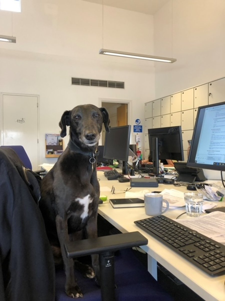 Lexcommuk's tweet photo. 🐶 Take a look at some of the furry friends that joined us in the office 🐕
These adorable dogs looked to have a great time; one even took over @EmsieCook’s office. 😳
Let’s hope that none of us are in the doghouse tomorrow!
#WhoLetTheDogsIn? https://t.co/HXhZtrl5l8