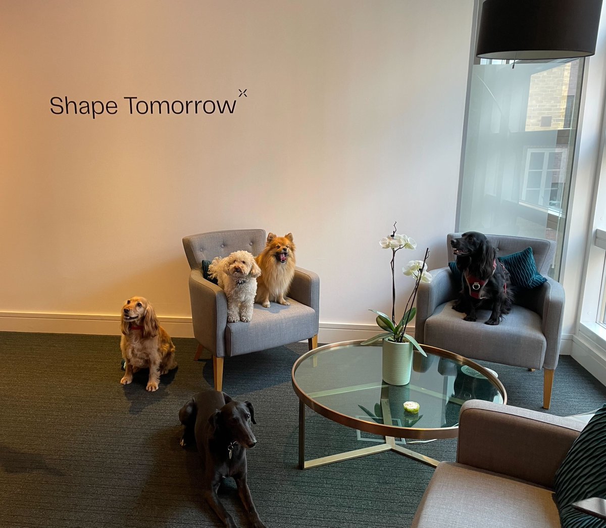 Lexcommuk's tweet photo. 🐶 Take a look at some of the furry friends that joined us in the office 🐕
These adorable dogs looked to have a great time; one even took over @EmsieCook’s office. 😳
Let’s hope that none of us are in the doghouse tomorrow!
#WhoLetTheDogsIn? https://t.co/HXhZtrl5l8