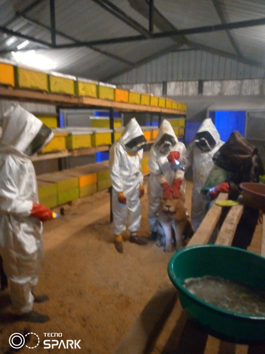 benard_kiruthu's tweet photo. Its now Time to Take🐝 #BeeKeeping more serious, its now no longer just About "kuanika miatu", We Now taking the 🐝Beez BEEzness a notch higher😊🥳
#modernApiarists
#modernBeeKeeping
#IndoorsBeeKeeping https://t.co/kR3lkikpjA