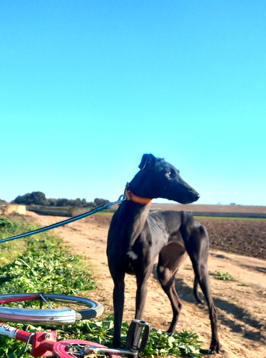 amor_animal015's tweet photo. ESTRELLA,de 3 años y muy pequeñita de tamaño,se encuentra sola en un campo debido a que su dueño está en el hospital.Dificilmente la están atendiendo.Urge encontrarle familia.Está en MONTIJO (Badajoz)pero puede viajar.665150708 (wasapp) https://t.co/fSDSkqt7n9