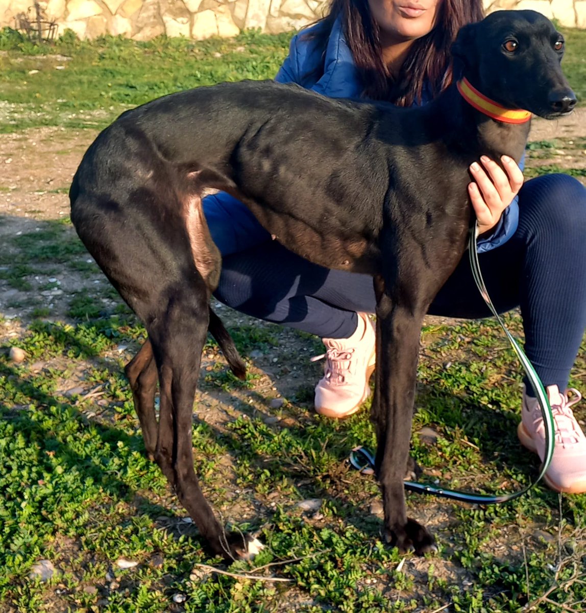 amor_animal015's tweet photo. ESTRELLA,de 3 años y muy pequeñita de tamaño,se encuentra sola en un campo debido a que su dueño está en el hospital.Dificilmente la están atendiendo.Urge encontrarle familia.Está en MONTIJO (Badajoz)pero puede viajar.665150708 (wasapp) https://t.co/fSDSkqt7n9