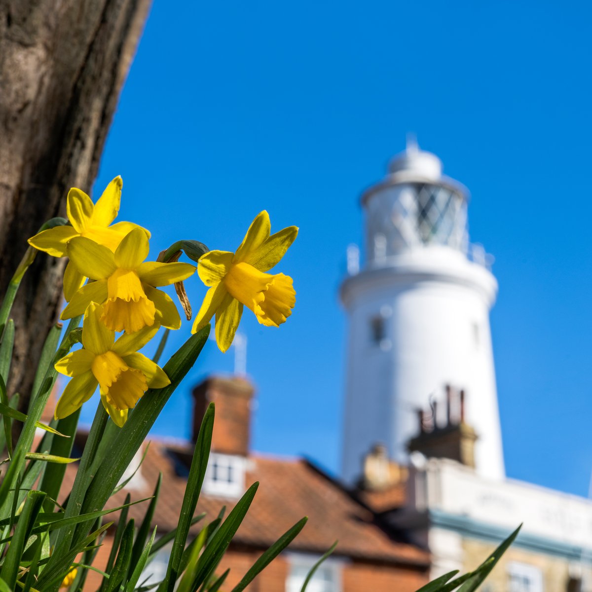 Spring has sprung in Southwold! It's lovely to see blue skies over the Lighthouse again. ☀️