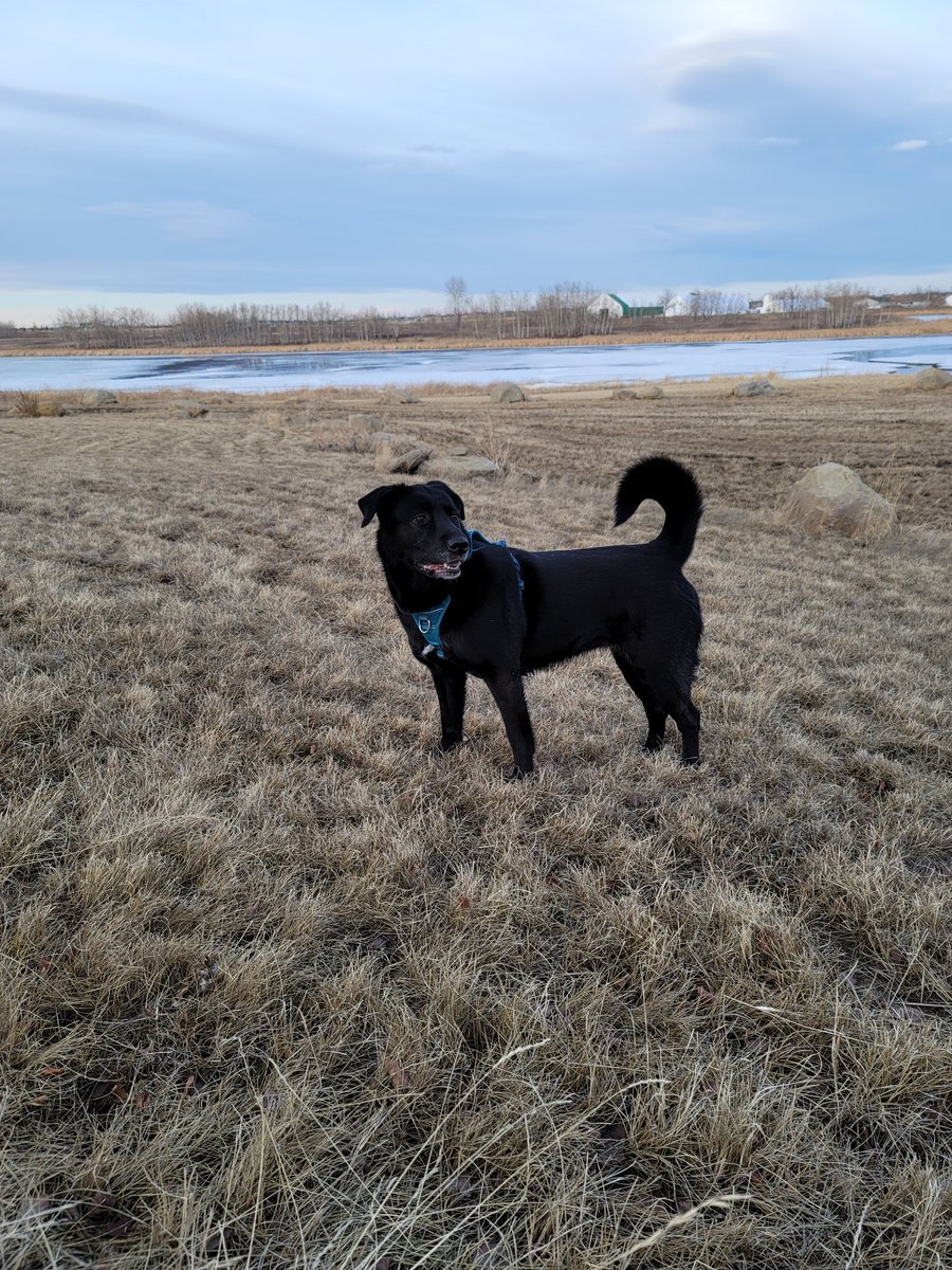 NerdLove_TV's tweet photo. GM 😁 here is a picture of my adorable dog doing a suspish

#dogsoftwitter #dogs #rubydoo #dogdad #beautiful https://t.co/DqUmgEx5rc