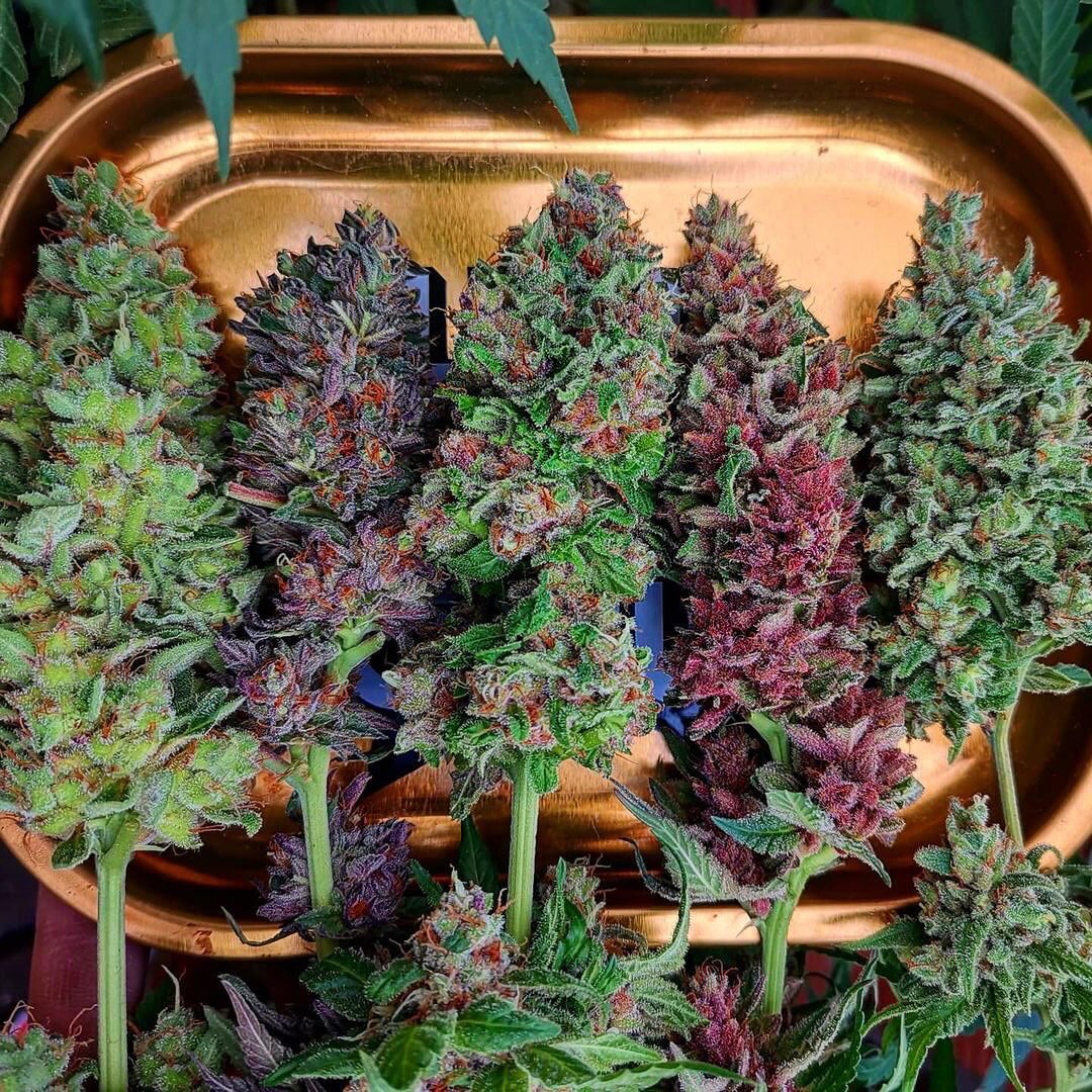 WeedGolD tweet media