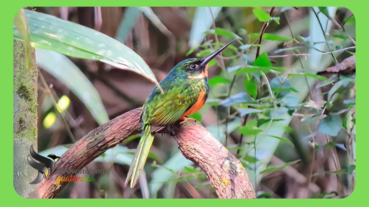 .
Rufous-tailed Jacamar
Maya Lowlands -  Guatemala Birding Tour with #birdwatchingguatemala
.
.
.
#birdingbylocals #love #instadaily #photography #travel #nature #NaturePhotography #birdingtours #birdingwatching #birding_lounge #thebirdingsquad