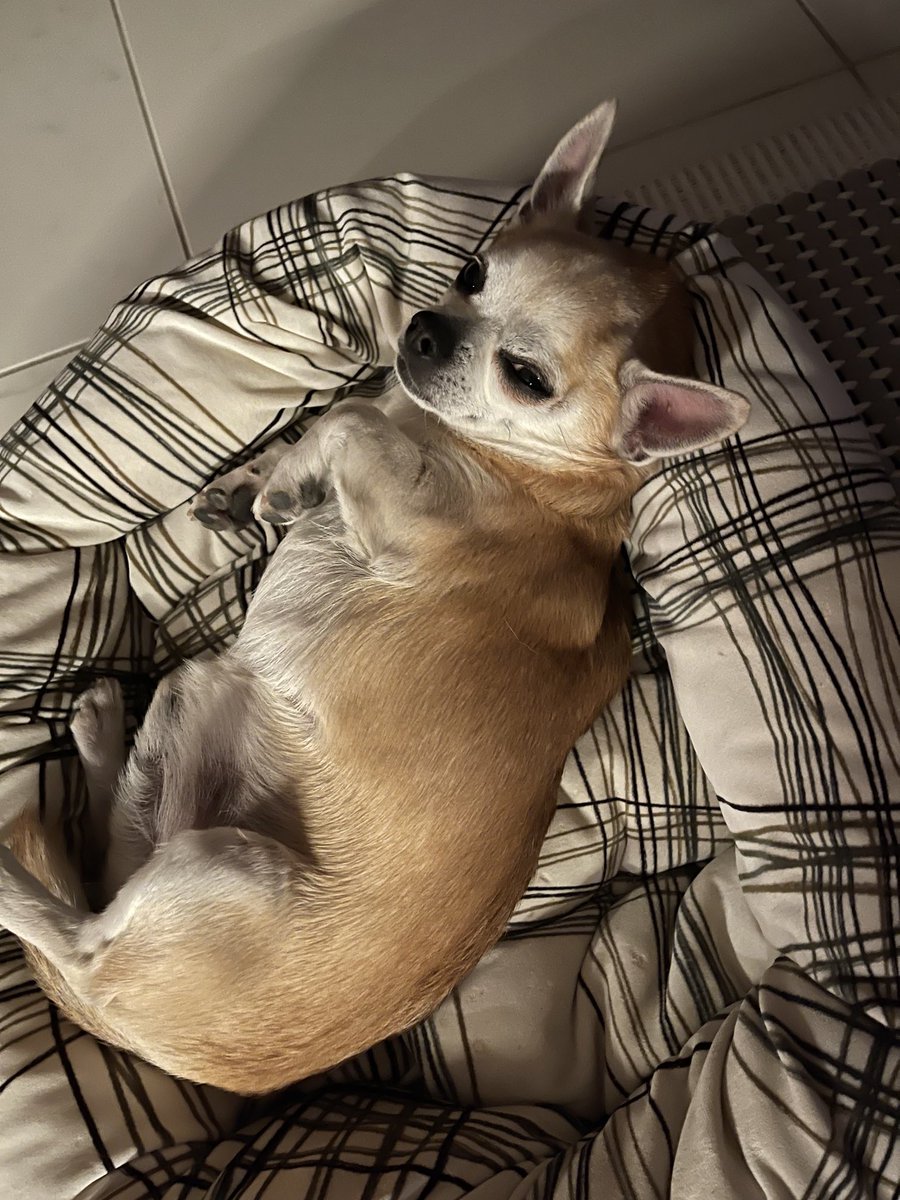 Kaijaala's tweet photo. Kun minun mummoni lähti pienen isäni kanssa aikanaan Karjalasta tänne suuntaan, ei hän varmasti olisi uskonut että lapsenlapsellaan minulla on joskus pieni chihuahua nimeltään Rico. Niinpä.  #ajat https://t.co/iZySGmPYEn