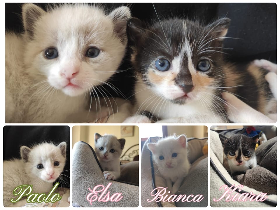 NuevaVidaAdop's tweet photo. #Madrid
CAMADA en busca de la felicidad
Son muy pequeños,apenas 1 mes de vida
Se entregaran en adopción cuando cumplan 2 meses,tras el destete de su madre
Se entregan chipados,vacunados,desparasitados y testados en leucemia e inmuno
#cachorros #gatos
📩facenuevavida@gmail.com https://t.co/5da2M3HVr7