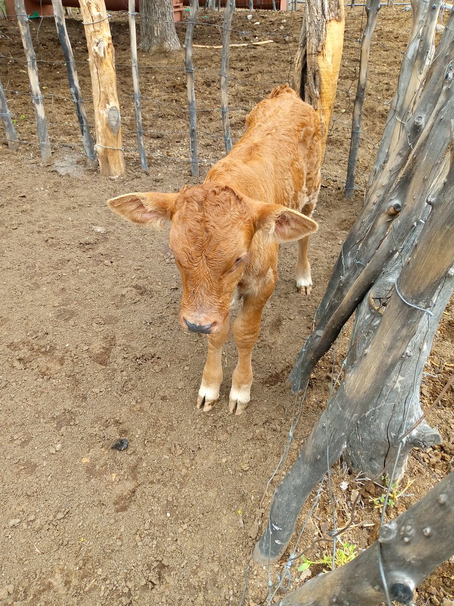 My two days old Bull 🐂🤗🤗🤗