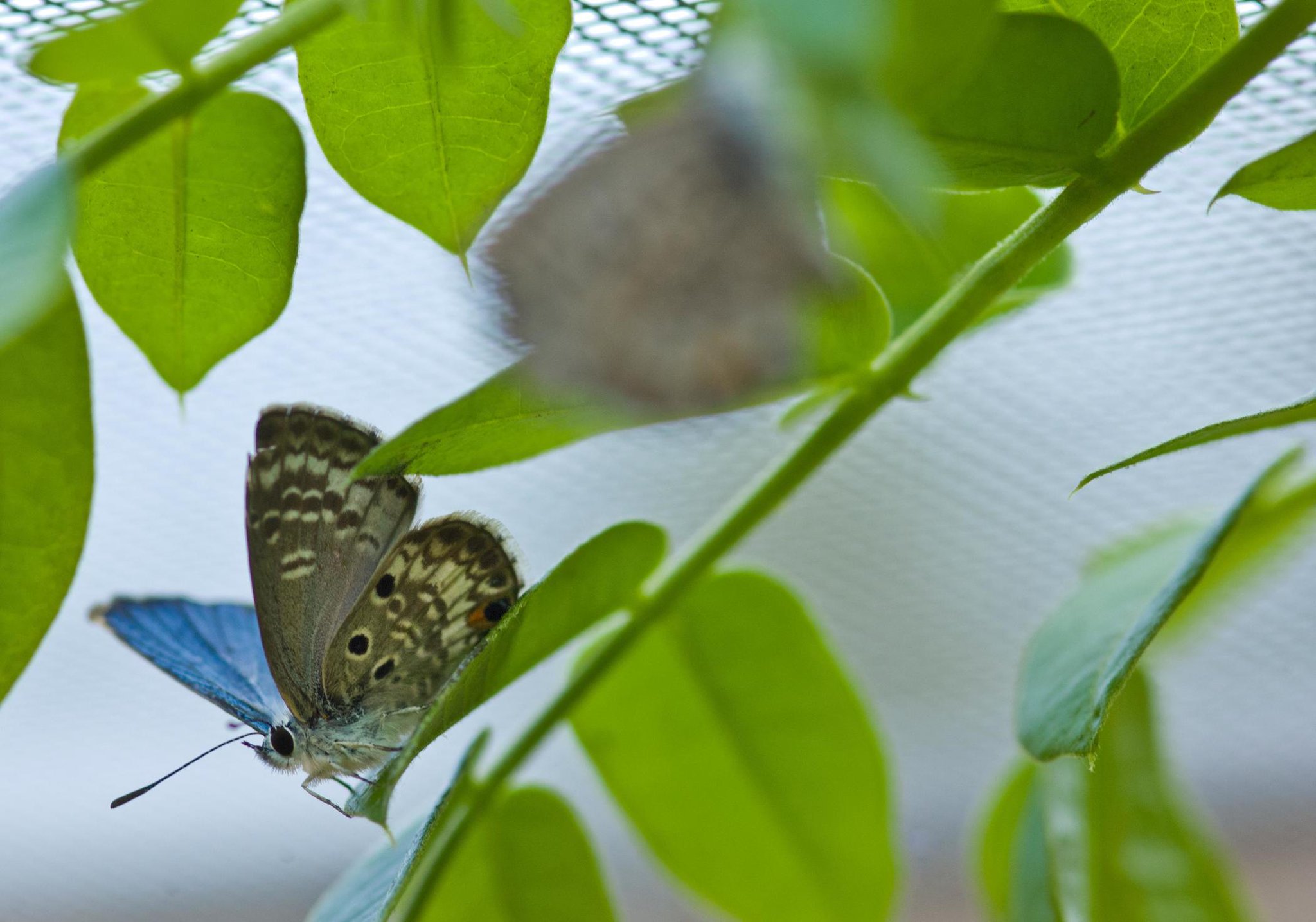 Florida Museum on Twitter "The Miami blue is a small blue butterfly