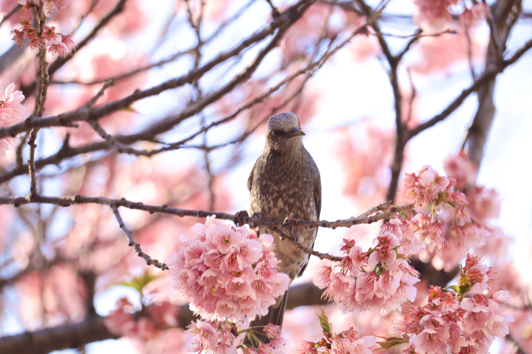 写真家 Photo 桜とヒヨドリ ヒヨドリ 桜 鳥 東京 Canon Eos Kissx10 T Co Rks8rut8jt Twitter