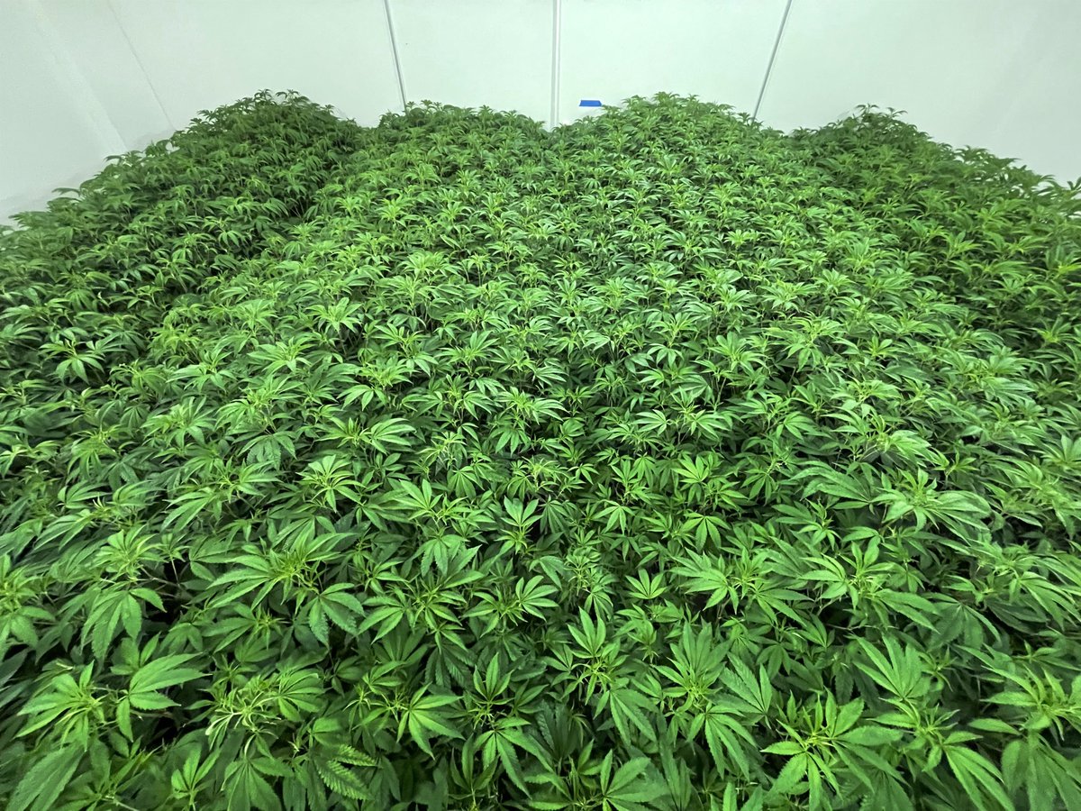 KingsGardenInc's tweet photo. Veg week two locked &amp; loaded post-foliar feed 🔒 A Kings Garden veg room on average holds 4k plants, exclusively hand-watered for 4 weeks to maintain optimal health throughout the veg and flower cycle 

#KingsGarden #TheKingsWay #KingofWeed #WhenQualityMeetsQuantity https://t.co/W983Lw4khj