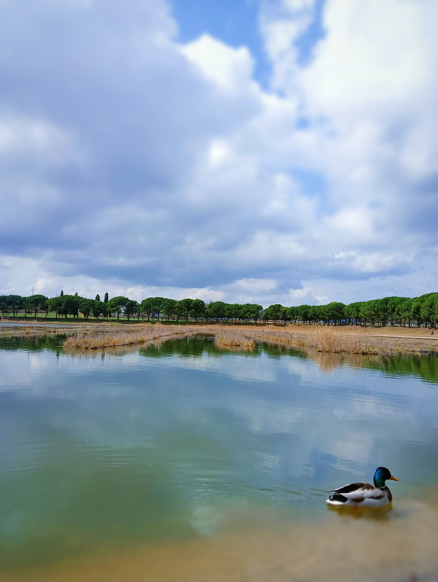 Pau D. Pons tweet media