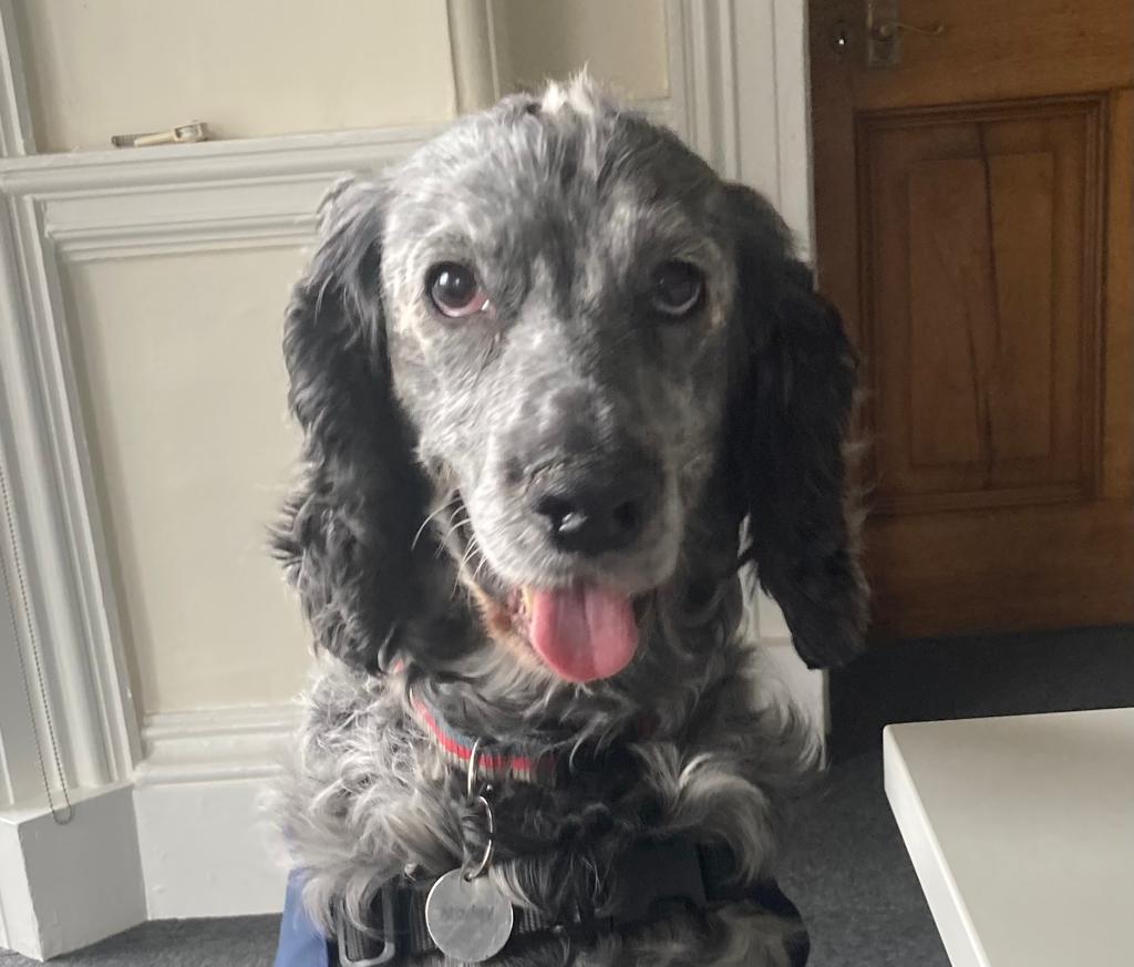 Supt_Hancox's tweet photo. Some lovely feedback on our @OscarKiloNine Wellbeing Dogs today; Marley (below) assisted  Officers during a critical incident debrief whilst @Rapha_Wellbeing deployed to the @WestMerciaOCC. Great work from dogs and handlers to support colleagues. https://t.co/bDjIv1rw3x