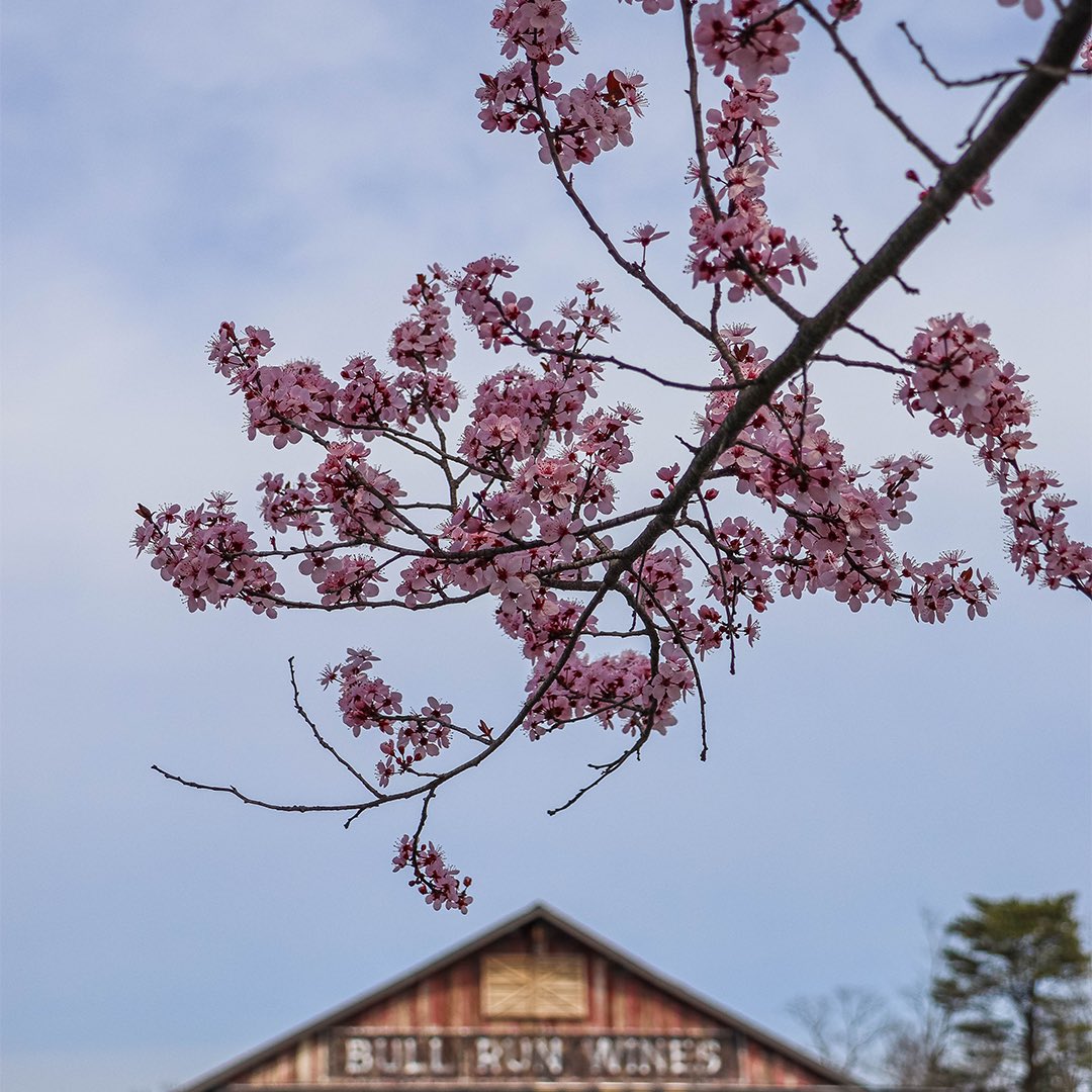 Springtime loading…🌼📶

#WineryatBullRun