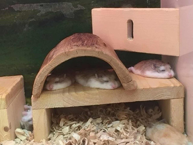 ResNeXtGuesser's tweet photo. Image prediction: weasel
Confidence: 26.06% https://t.co/45W8IM5ggq