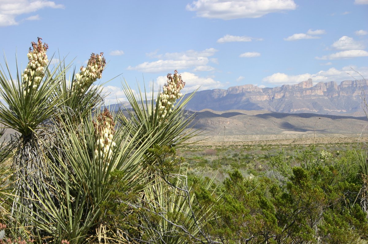 TRAVELFOREVERrd's tweet photo. Our CHISOS MOUNTAINS LODGE is really busy this time of year!  It's the perfect weather for hiking in Big Bend National Park.  https://t.co/FF9yE923Cn #texas #nationalpark #bigbendnationalpark #hiking #springbreak #vacation #adventure https://t.co/pnsW0ycy4K