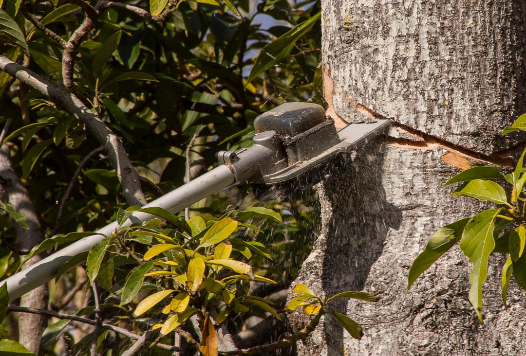 Diaz Tree Service Experts (@diaz_tree) / Posts / X