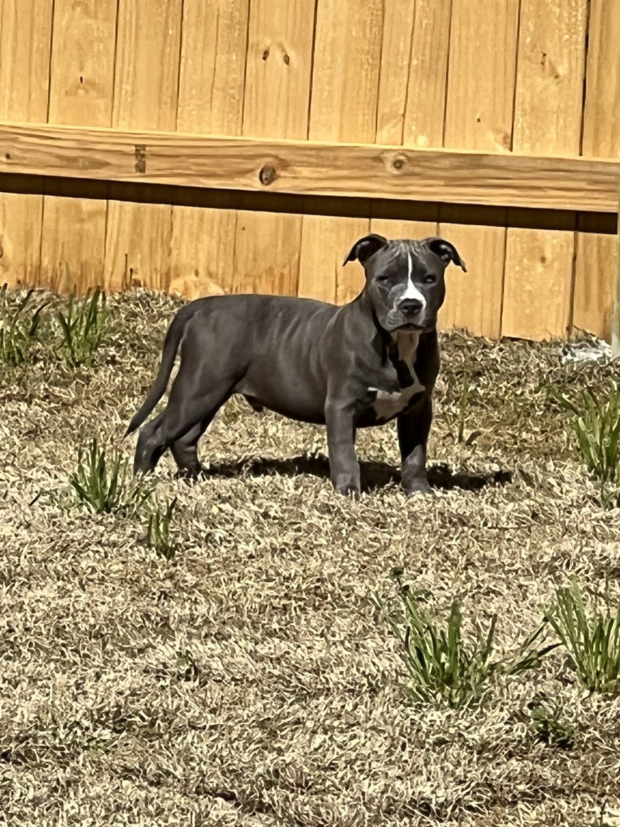 ShockOne's tweet photo. @CrosbyMaxx My young man Marley https://t.co/KjglEg7tu6