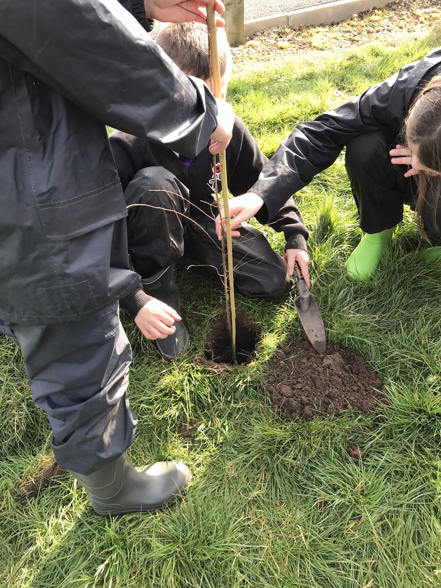 MrsBatemanFS's tweet image. Our Jubilee tree planting for the Queen’s green canopy is taking shape.  @QGCanopy  @TheTreeCouncil @UnityBlackpool