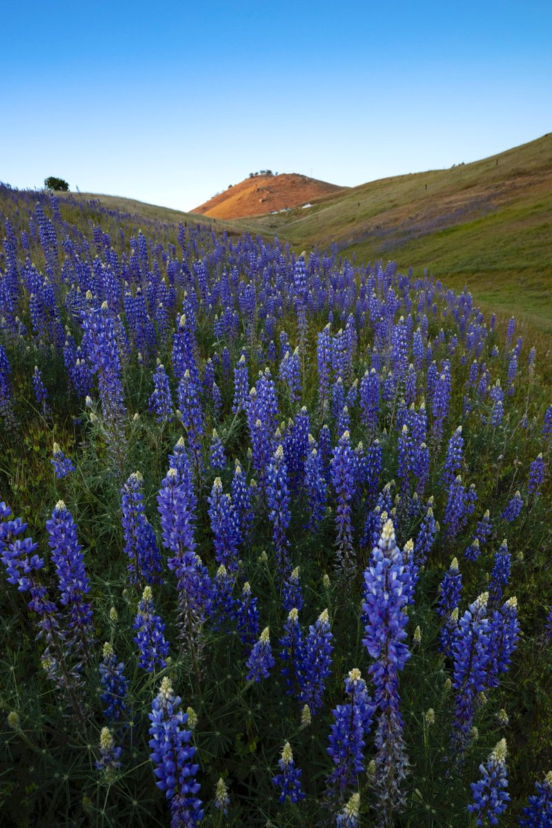 Spring vibes from Millerton Lake