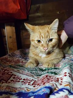 PetfindToronto's tweet photo. #FINCHAVE W #JANEST Pls RT2unite #FOUND #CAT- 20-Mar #Toronto Animal Services A914546 #PUBLIC L&amp;F 416-338-7297 ORANGE DSH M/7Yr https://t.co/vyCqkIsY0s