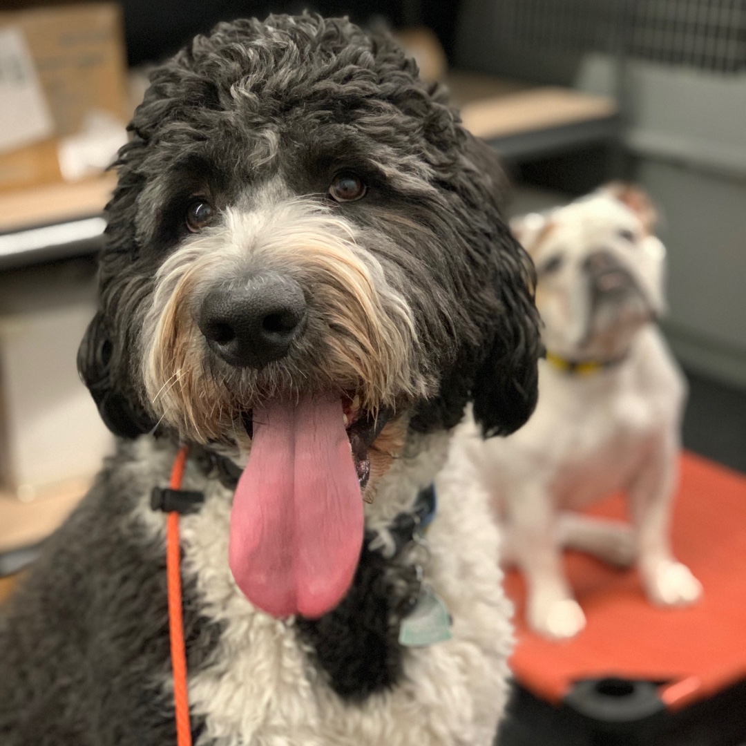 PCDogTraining's tweet photo. Could not pass up this #TongueOutTuesday 😛 🐶 👅 https://t.co/MoJe4I0Rci