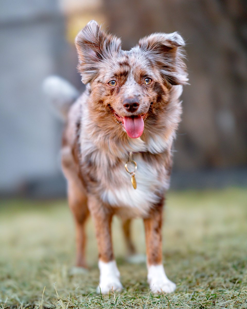 Maya’s freckles are coming out. ☀️ Happy #TOT 😋 #twitterdogcommunity #twitterdogs #dogsofinstagram