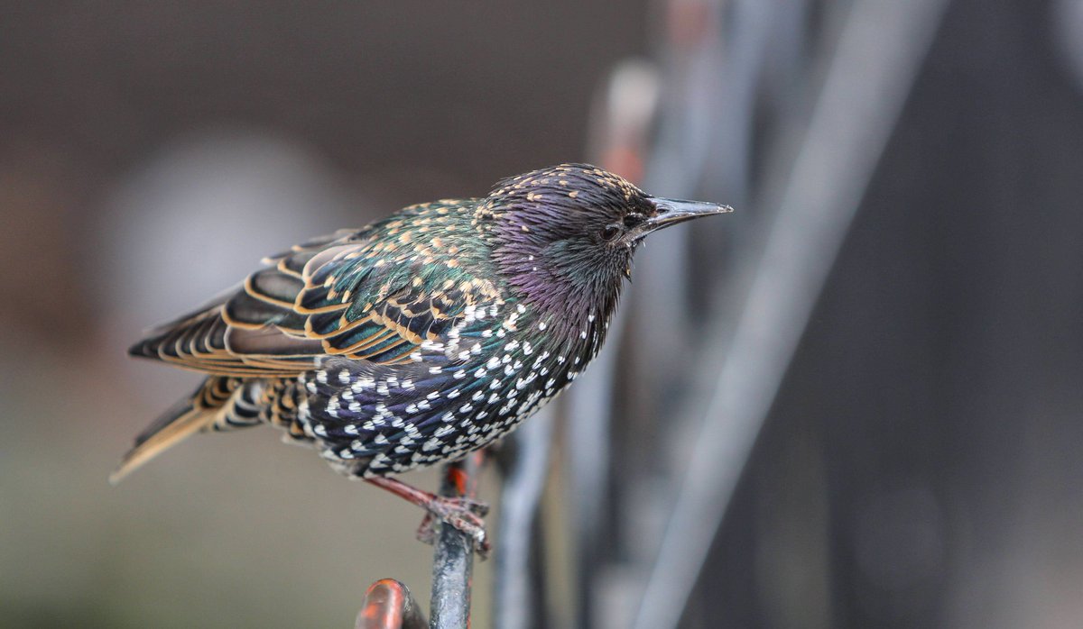 ChrisEverall's tweet photo. Starling..
@ThePhotoHour @Natures_Voice @RSPBbirders #birdphotography #birdwatching #NaturePhotography #naturelovers #wildlifephotography https://t.co/VZjXYvOccb