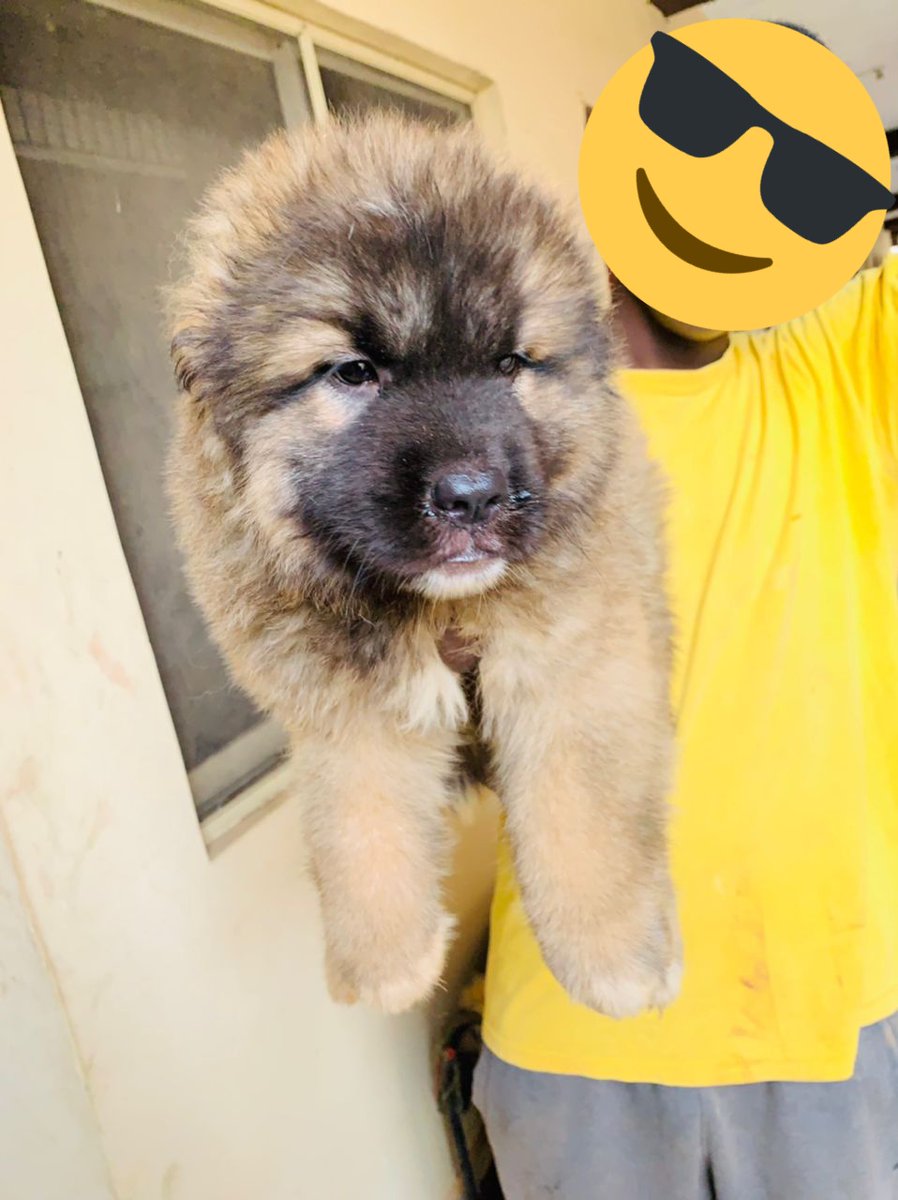 MuseOlaitan's tweet photo. Hottie Hottie🥵🥵🥵
Age:- 8 weeks
Location:- Ogbomosho, Oyo State
Breed:- Caucasian 
Sex Available :- Male
Bloodline quality:-Half ped
Waybill Possible https://t.co/ag2kDHrQnn