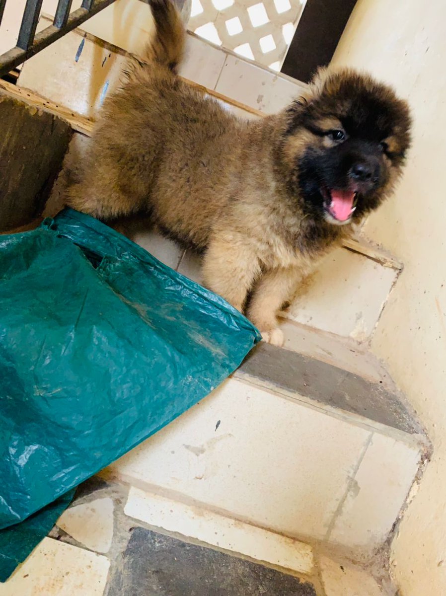 MuseOlaitan's tweet photo. Hottie Hottie🥵🥵🥵
Age:- 8 weeks
Location:- Ogbomosho, Oyo State
Breed:- Caucasian 
Sex Available :- Male
Bloodline quality:-Half ped
Waybill Possible https://t.co/ag2kDHrQnn