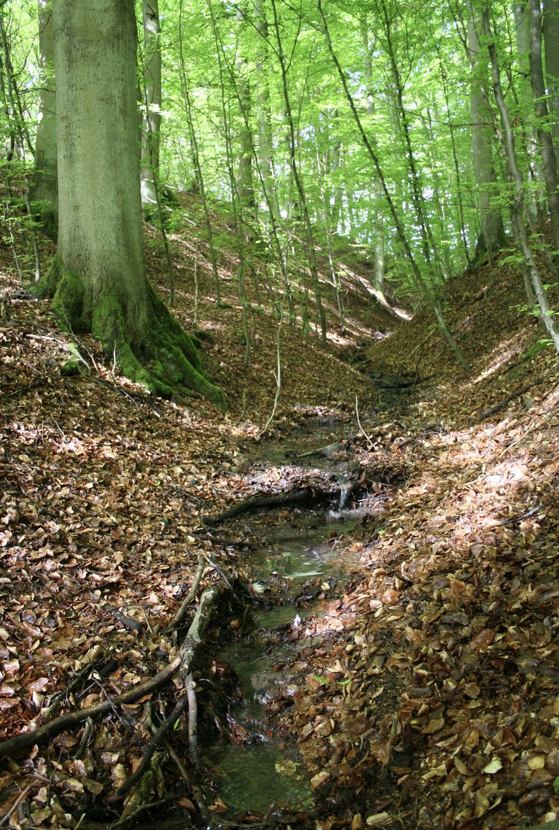 PeterWohlleben's tweet photo. Gerade in den Nachrichten: Das Grundwasser wird weniger. Nicht in den Nachrichten: Das liegt unter anderem an den Plantagen. Unter Buchenwäldern bildet sich deutlich mehr Grundwasser als unter Kiefernplantagen, da diese mit ihren immergrünen Kronen sehr viel Regen zurückhalten. https://t.co/3uL2jtQjzb