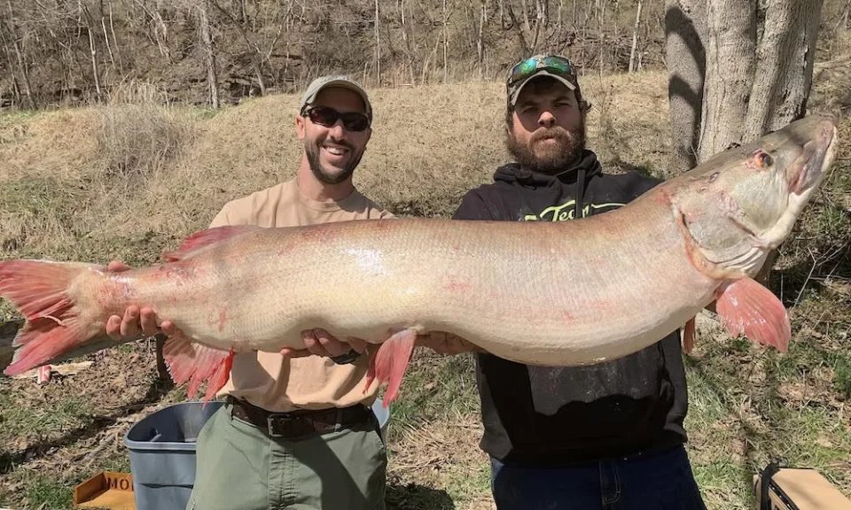 MJWeberLab's tweet photo. 🚨 #NewStateRecord 🚨

New state record muskellunge from West Virginia tipping the scales at >50lbs and breaking the record set last year by more than 11 lbs! 😲

https://t.co/ZuUApTSCFH https://t.co/PtKYalGZF4