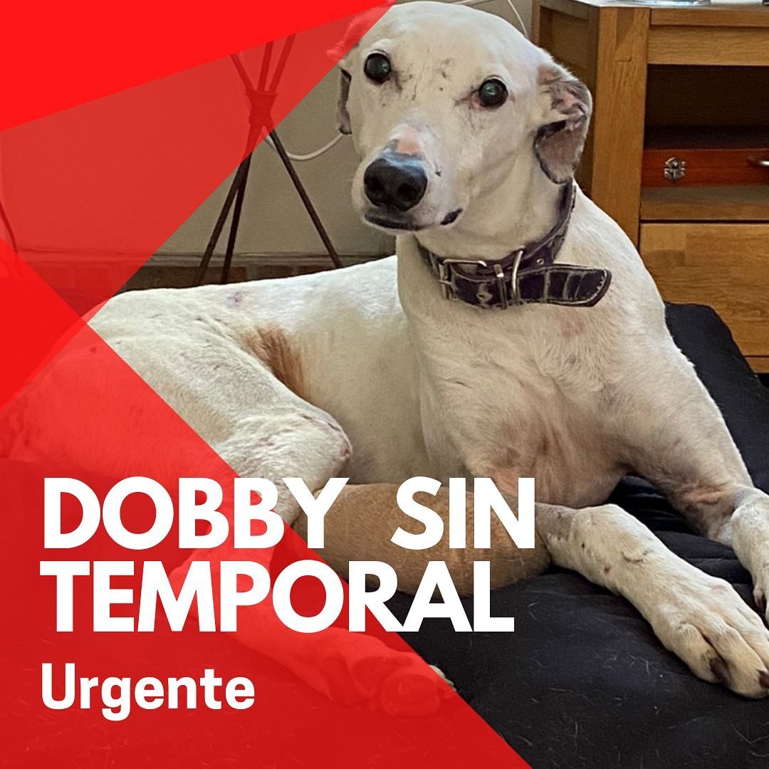 galgoschile's tweet photo. 🚨DOBBY Y AGUSTÍN SIN HOGAR TEMPORAL
Ambos necesitan curaciones, reposo y MUCHO cariño. No es algo complicado #Ayuda🙏
·Disponibilidad inmediata
·Que hagan curaciones y los mantengan en reposo
❣️Esperamos tu mensaje salvador🙌🏼 
¡👉https://t.co/zpmX3K42SO postula!

#Galgos #Chile https://t.co/Dufs9nSoKT