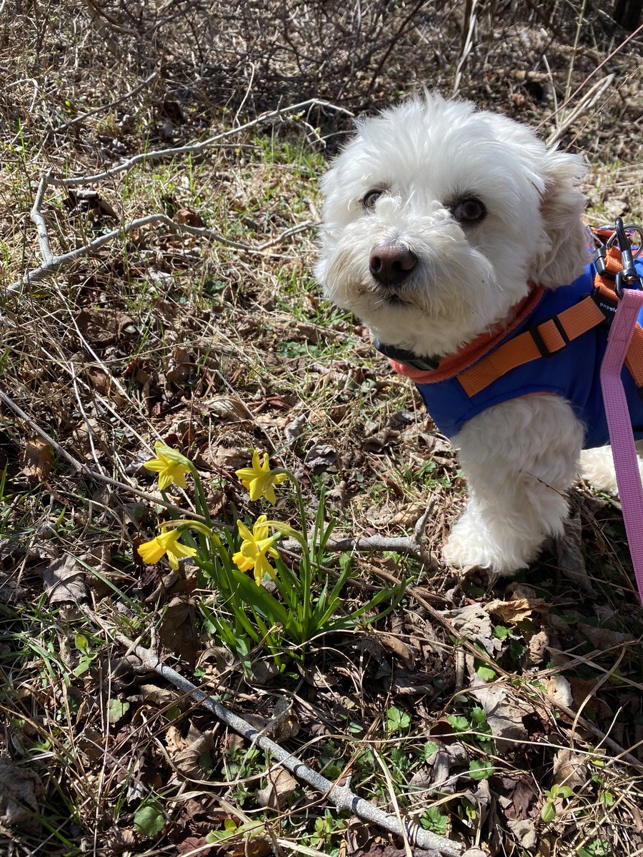 denicekronau's tweet photo. If it’s #Spring, why am I wearing my ski jacket? Asking for a friend. #Joey https://t.co/nh0NqjCARx
