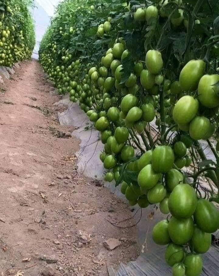 saeedobsiiye's tweet photo. https://t.co/ryBVGMAeSB