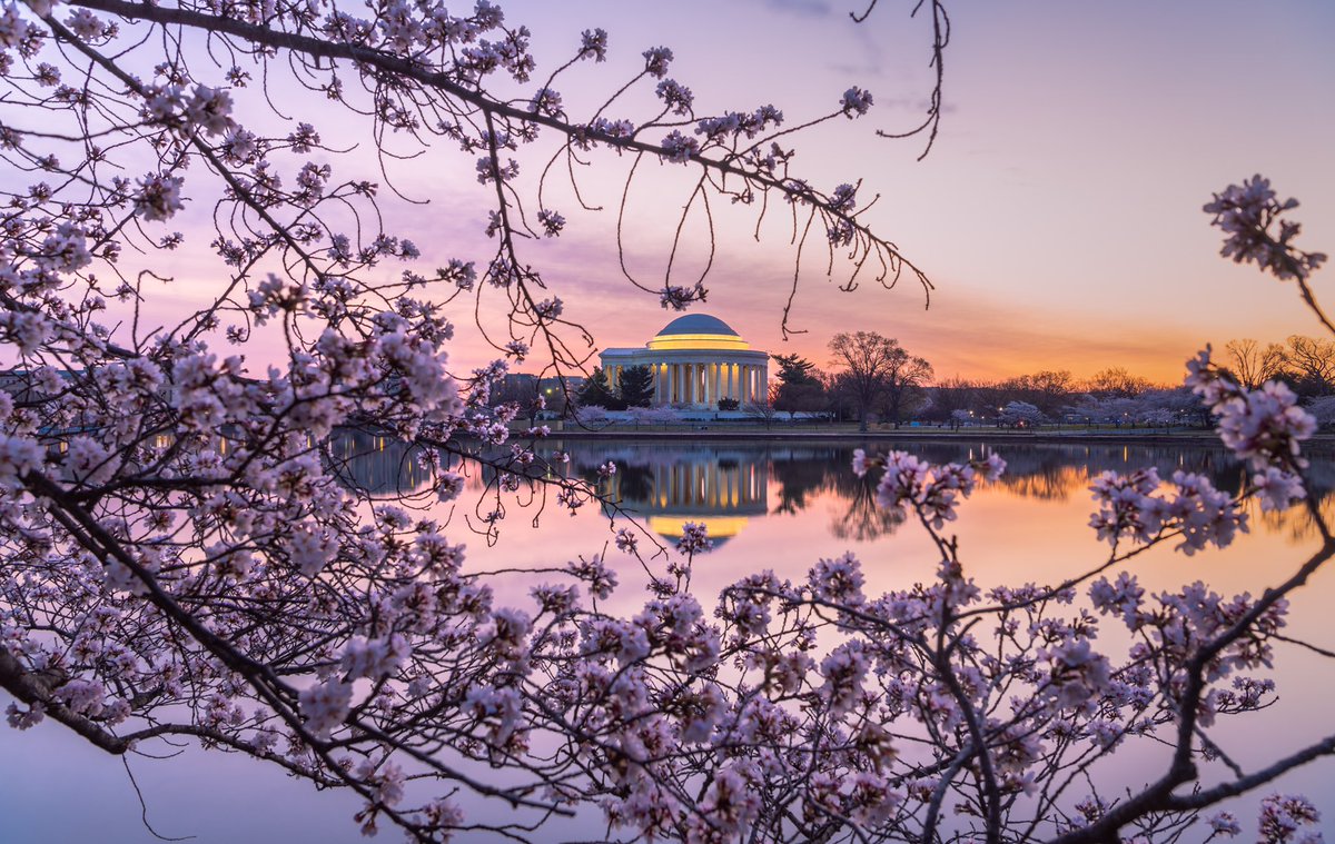 AdamBagun's tweet photo. This morning was my first time seeing the Cherry Blossoms at the Tidal Basin and they did not disappoint #cherryblossoms #sunrise #WashingtonDC @capitalweather @NationalMallNPS @JimCantore https://t.co/je3TGehEEe