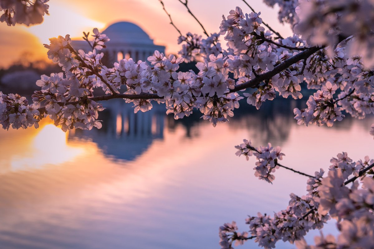 AdamBagun's tweet photo. This morning was my first time seeing the Cherry Blossoms at the Tidal Basin and they did not disappoint #cherryblossoms #sunrise #WashingtonDC @capitalweather @NationalMallNPS @JimCantore https://t.co/je3TGehEEe