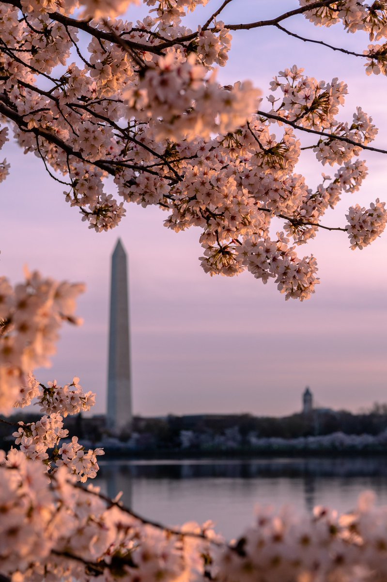 AdamBagun's tweet photo. This morning was my first time seeing the Cherry Blossoms at the Tidal Basin and they did not disappoint #cherryblossoms #sunrise #WashingtonDC @capitalweather @NationalMallNPS @JimCantore https://t.co/je3TGehEEe