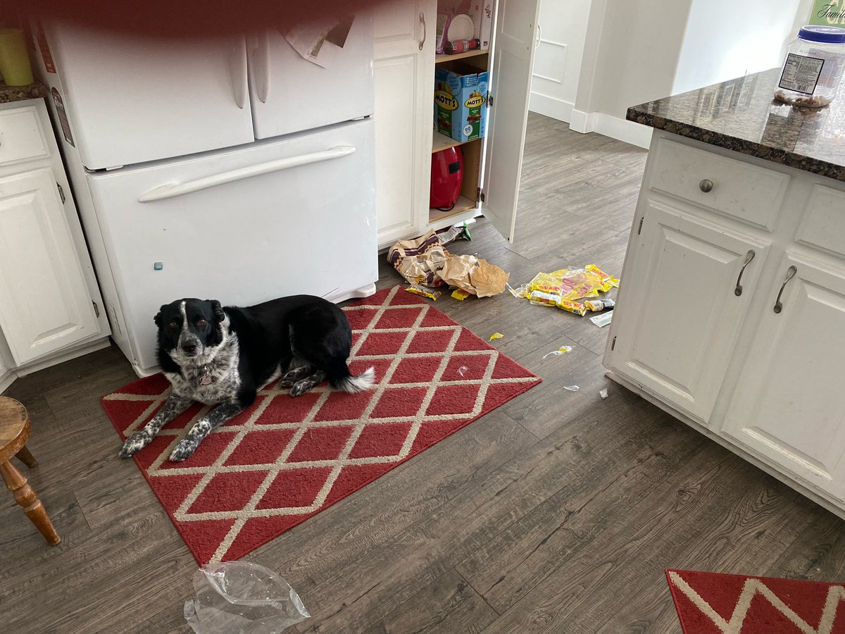 KatieCasss's tweet photo. My parents’ dog always gets into stuff when she’s alone but can’t eat it all so she hides it in the couch for safekeeping https://t.co/suh8L7jYYm