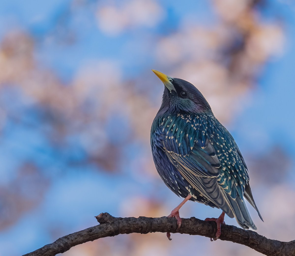 AdamBagun's tweet photo. These House Sparrows and European Starling were also enjoying the spring morning in the Cherry Blossoms at the Tidal Basin https://t.co/m8w8dBVobI