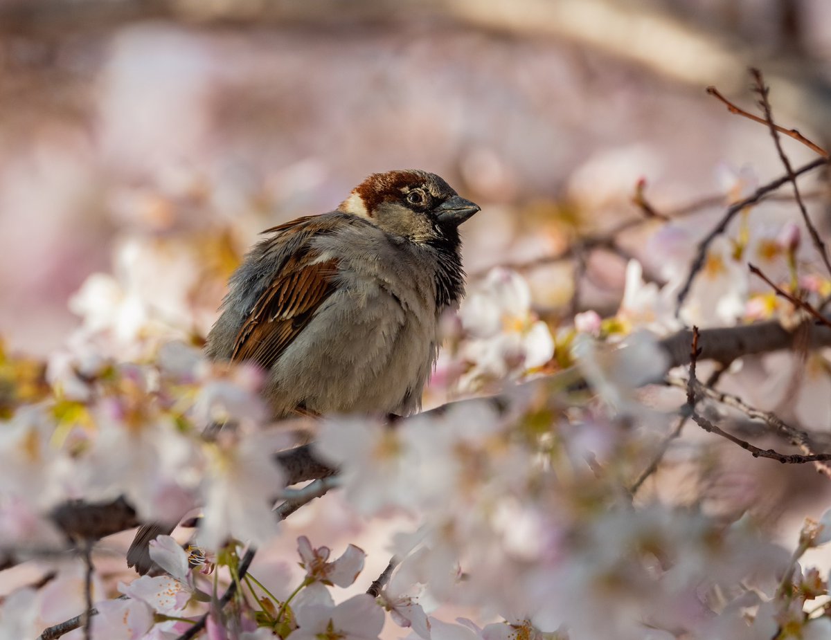 AdamBagun's tweet photo. These House Sparrows and European Starling were also enjoying the spring morning in the Cherry Blossoms at the Tidal Basin https://t.co/m8w8dBVobI