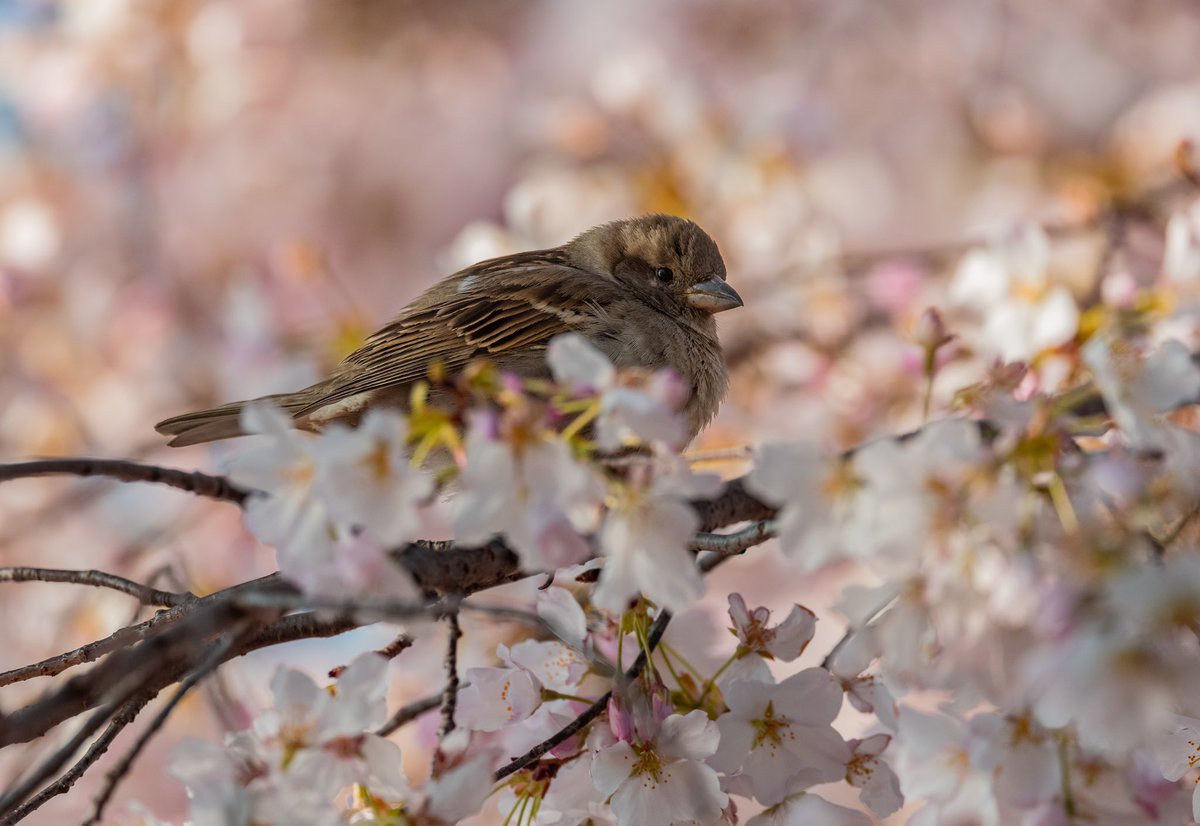 AdamBagun's tweet photo. These House Sparrows and European Starling were also enjoying the spring morning in the Cherry Blossoms at the Tidal Basin https://t.co/m8w8dBVobI