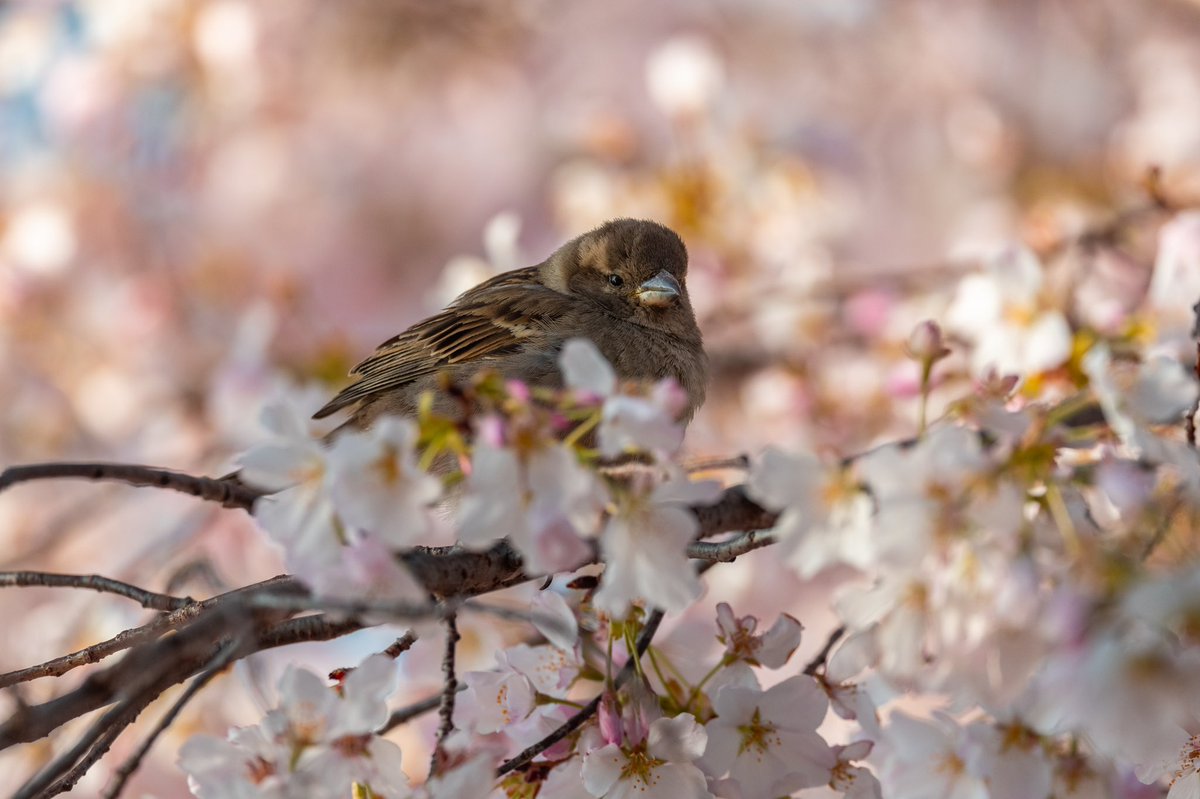 AdamBagun's tweet photo. These House Sparrows and European Starling were also enjoying the spring morning in the Cherry Blossoms at the Tidal Basin https://t.co/m8w8dBVobI