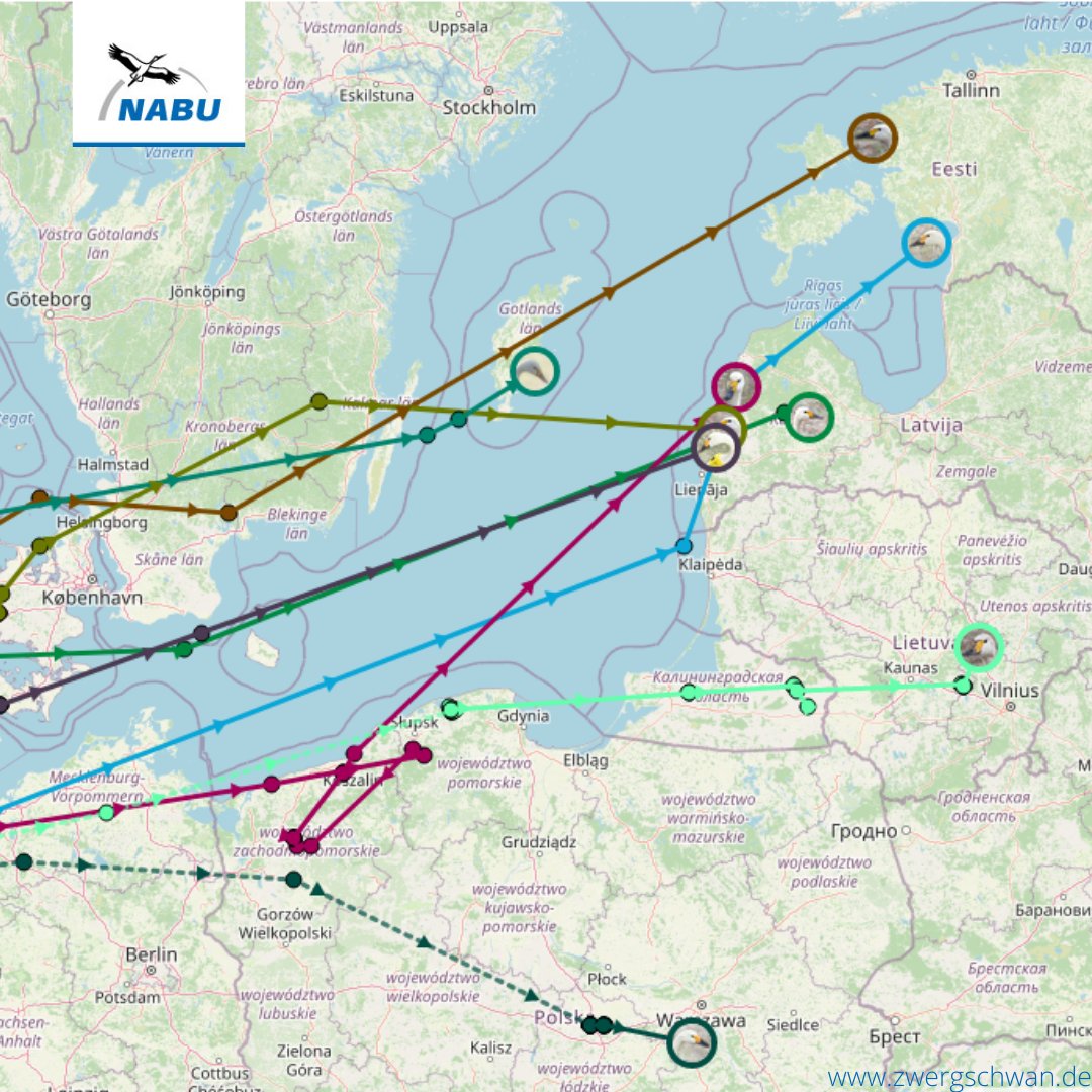 bewickiiontour's tweet photo. #Bewicks swan migration is now full on. Many of them have reached the Baltic.
Join us on their journey to their Arctic breeding grounds.
https://t.co/xNh4qTyEZM https://t.co/MtWx6JA6uK